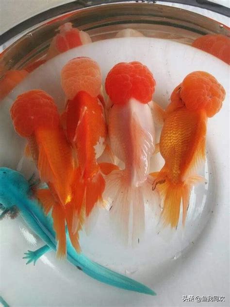 風水金魚數量